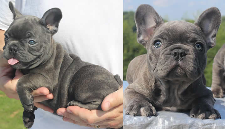 french bulldog puppies for sale.